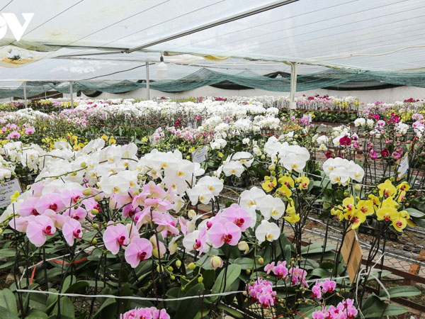 Lan hồ điệp có giá tiền triệu ở Bắc Ninh sẵn sàng phục vụ tết