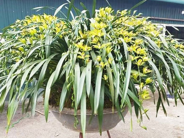 Tranh nhau mua lan tiến vua: Siêu rẻ, giá 13.000 đồng/cành