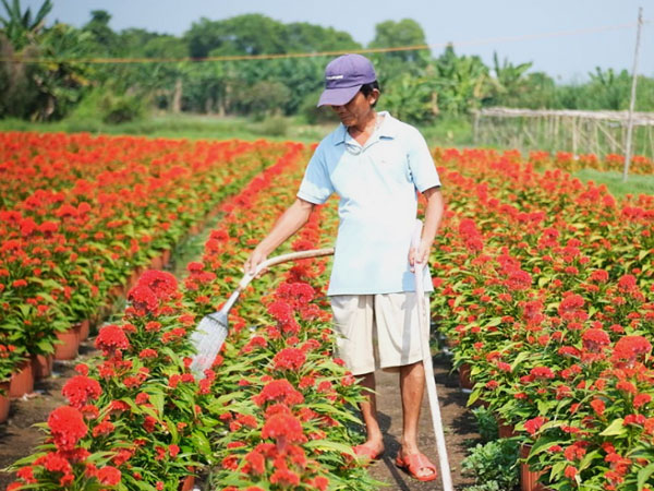 Bất ngờ chợ Tết 2022: Hoa cảnh đột nhiên khan hàng, tăng giá mạnh