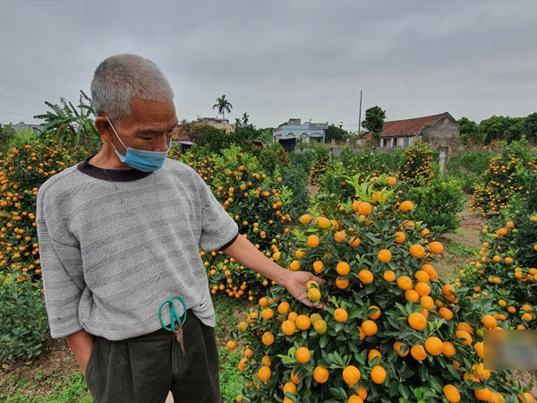 Đào quất Tết 'nằm' yên ắng, khách hủy kèo, bỏ cọc cả vườn