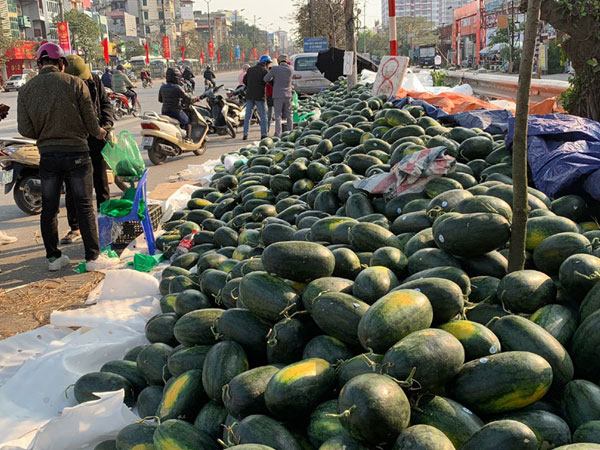 28 triệu tấn rau củ, trái cây: Buôn tiểu ngạch, hái ăn tươi bao giờ cho hết