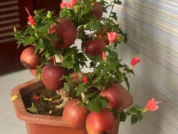 Cảnh giác những cú lừa ngoạn mục khi mua cây cảnh ngày cận Tết: Táo bonsai nở hoa dâm bụt, hải đường chi chít nụ nhờ keo 502