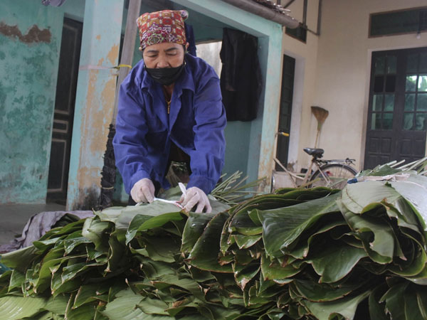 Làng lá dong Tràng Cát vào vụ Tết, người dân tất bật vì hàng bán chạy