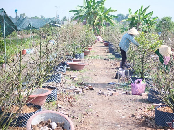 Mới qua Rằm, rầu lòng đóng vườn, bỏ chợ chờ Tết sang năm