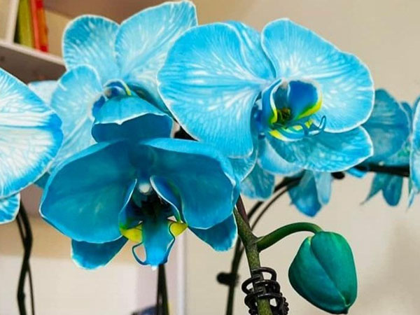 Xuất hiện lan hồ điệp màu 'siêu lạ'