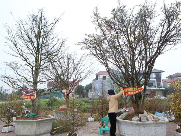 Những gốc mai 'khủng' xuống phố, giá trăm triệu đồng