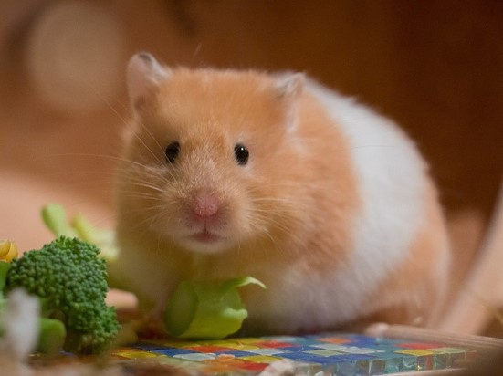 Hong Kong (Trung Quốc) tiêu hủy hơn 2.000 con chuột hamster mắc Covid-19