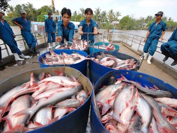 Tôm cá đi Trung Quốc gặp hạn, xuống thấp nhất trong 5 năm
