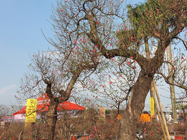Mãn nhãn cặp đào 'khủng' nhất chợ Tết Mỹ Đình, bắc thang mới nhìn thấy ngọn