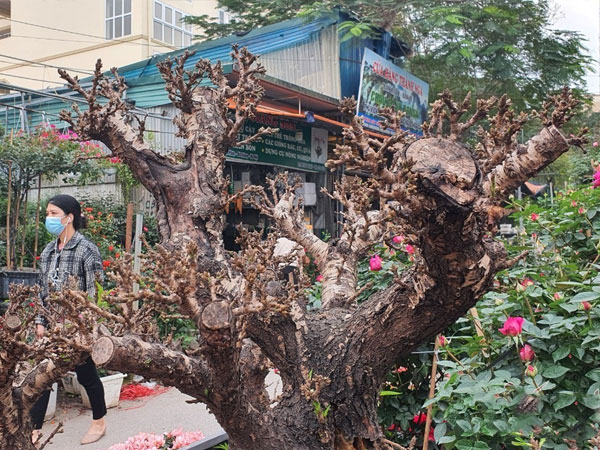 Một cây vàng không đủ mua cây đào đẹp nhất chợ hoa xuân Vạn Phúc