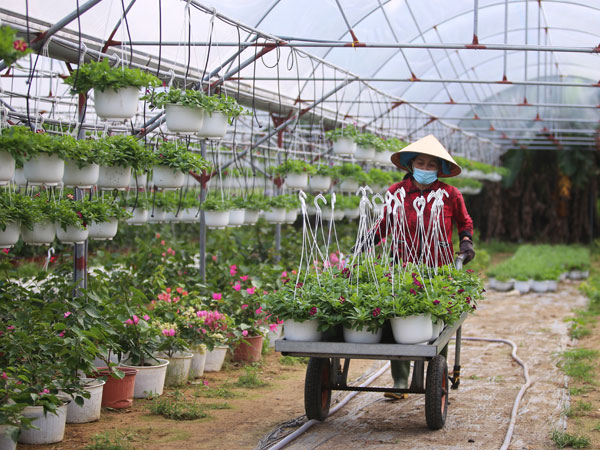 Thủ phủ hoa ở Đà Nẵng tất bật ngày cận Tết