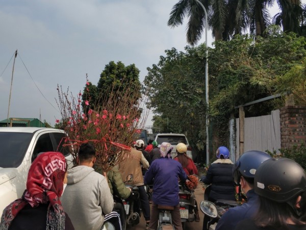 'Thủ phủ' đào, quất cảnh tại Hà Nội tấp nập ngày cuối năm