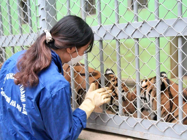 Xuân Nhâm Dần và người phụ nữ hàng chục năm chăm hổ như con: 'Cơm Tết có thể hoãn, hổ phải ăn đúng giờ'