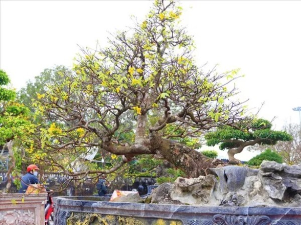 Cây mai 70 tuổi thế 'bạt phong hồi đầu' định giá 7 tỉ đồng, có gì đặc biệt?