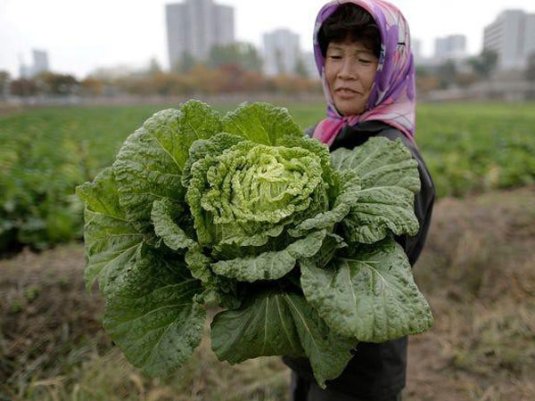 Cuộc sống bình dị và thanh bình ở vùng nông thôn Triều Tiên