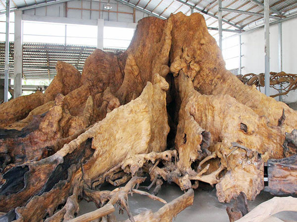 Gốc cây 'báu vật' 35 tỷ đồng từng gây xôn xao miền Tây, giờ ra sao?