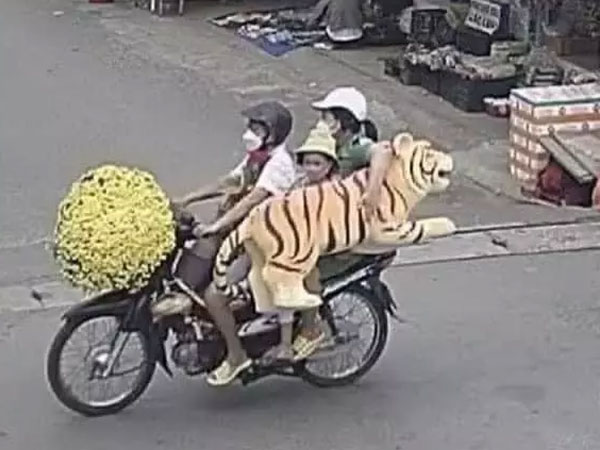 Ông bố ở Đồng Nai 'bắt' hổ về nhà cho con chơi đỡ phải ngó