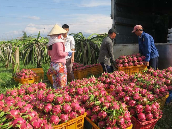 Thông đường sang Trung Quốc, giá trái cây tăng dựng đứng