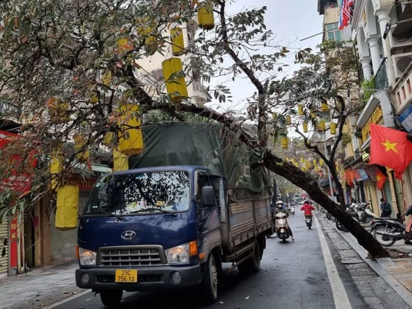 Cây xanh ở phố cổ Hà Nội bất ngờ đổ đè lên xe tải, chắn ngang đường