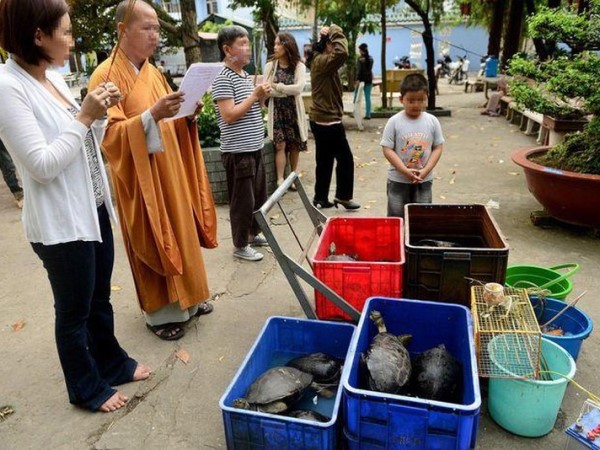 Phóng sinh rùa để cầu may đầu năm - lỗi với thiên nhiên, tội trước pháp luật!