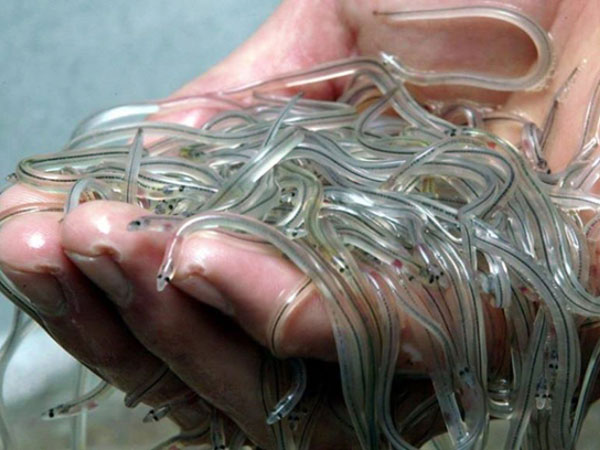 Lươn trong suốt như thủy tinh, báu vật 'vàng trắng' buôn lậu toàn cầu