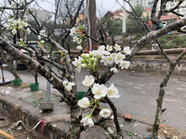 Người Hà Nội chi tiền triệu chơi lê rừng sau Tết