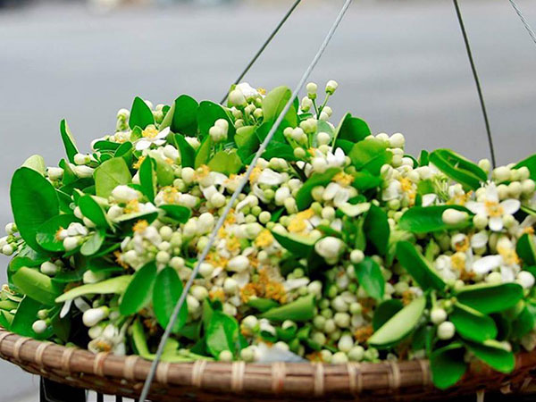 Hoa bưởi đầu mùa xuống phố, đắt như hoa nhập ngoại vẫn 'cháy hàng'