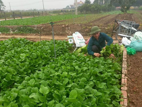 Rét đậm, rét hại kéo dài, rau củ, thực phẩm đua nhau tăng giá
