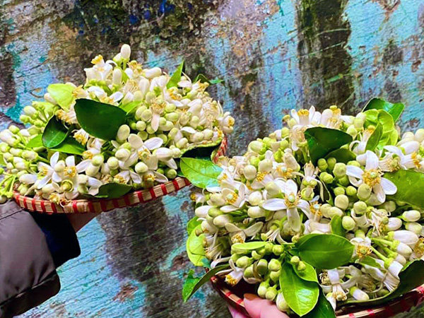 Lùng khắp vườn quê mua loài hoa trắng muốt, thơm lừng bán thu tiền triệu