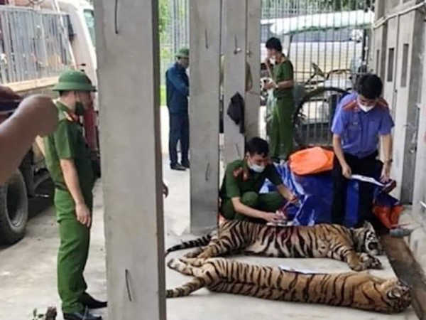 Nuôi nhốt 14 con hổ, người đàn ông lĩnh án 7 năm tù