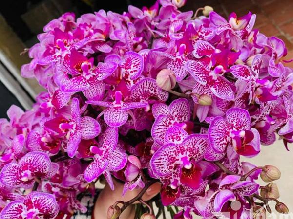 Lan hồ điệp, Trần Mộng đổ bộ thị trường 8/3, giá rẻ như rau