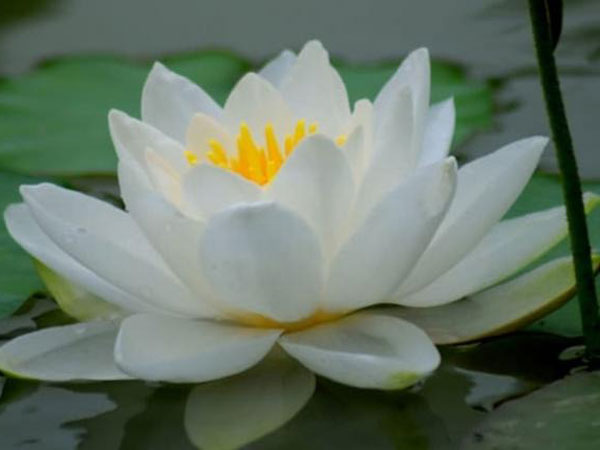 Ai sinh vào những ngày tốt sau đây sẽ được Thần Tài phù hộ, phú quý cả đời!