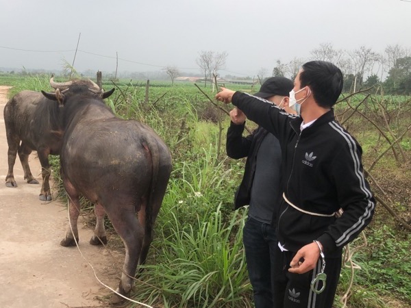 Mở trang trại chăn nuôi để 'che đậy' việc trộm cắp trâu bò