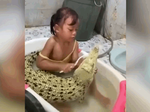 Clip sốc: Bé gái thản nhiên ngồi trong chậu đánh răng cho cá sấu