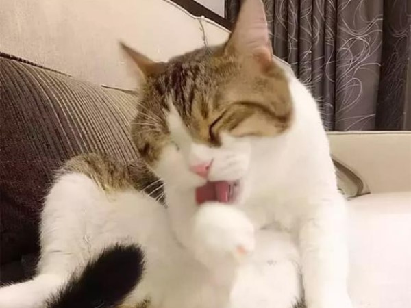 Mèo 'liếm lông' 800 lần mỗi ngày. Tại sao mèo lại thích liếm lông đến vậy?