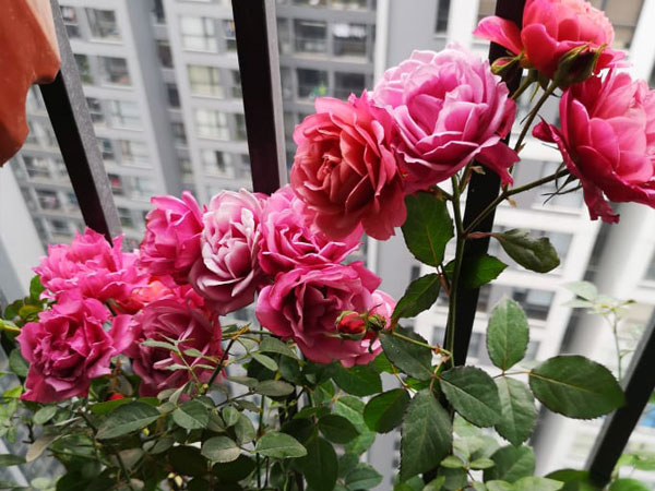 Ra ở riêng mới biết lòng mẹ chồng