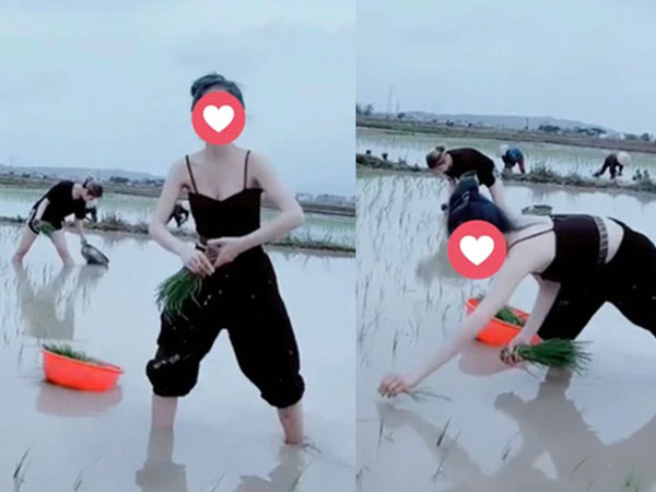 Diện 2 dây hở hang lội ruộng cấy, cô gái trẻ bất ngờ bị mỉa mai 'Chắc làm màu 15 giây là tót về nhà' và màn đáp trả gây sốc
