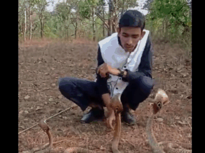 Clip: Dại dột đùa nghịch, kiểm tra răng rắn hổ mang, nam thanh niên nhận cái kết đau đớn