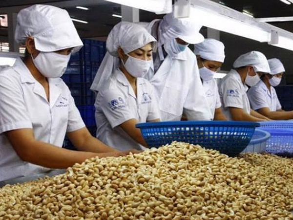 Vụ xuất khẩu điều có nguy cơ bị lừa đảo: Doanh nghiệp cần chú trọng quản trị rủi ro