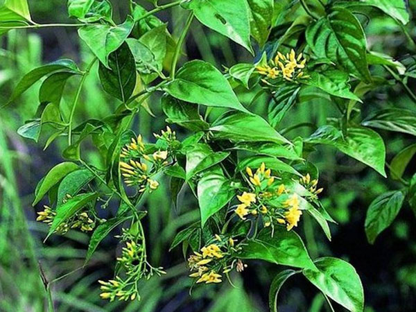 Hái nhầm lá ngón xào với măng rừng ăn, 1 người tử vong, 4 người nguy kịch