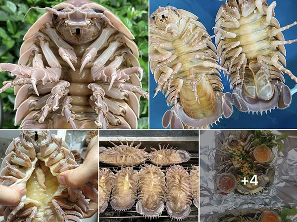 Loài bọ biển ngon hơn tôm tùm, giá siêu rẻ cũng 1 triệu/kg