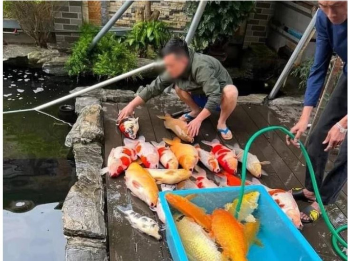 Sau một đêm, chủ nhà bàng hoàng chứng kiến bể cá Koi gần tỷ đồng chết ngửa bụng