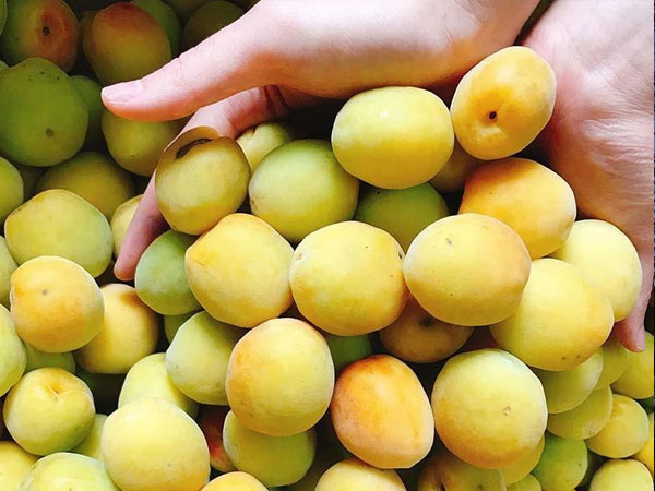 Đặc sản chùa Hương vào mùa, dân Hà thành ‘xếp hàng’ canh mua