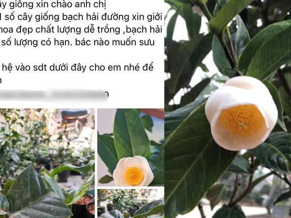 Thực hư 'cơn sốt' bạch hải đường với giá đến hàng trăm triệu đồng