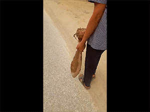 Người đàn ông cầm thứ vừa đào được trên tay đi trên đường khiến nhiều người hốt hoảng