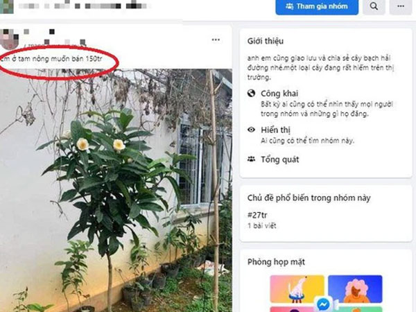 Chuyên gia nói về cơn sốt 'bạch hải đường': Đặt tên kêu, dựng kịch bản để thổi giá