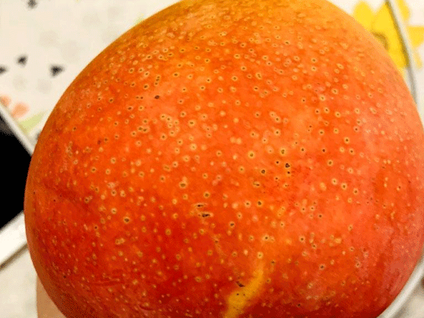 Đỏ như 'trứng mặt trời', xoài Úc giá rẻ bèo
