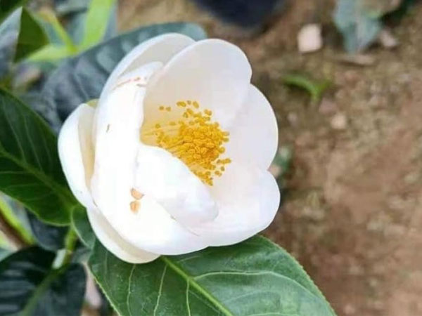 'Ngáo giá' bạch hải đường: Nguy cơ mất tiền oan