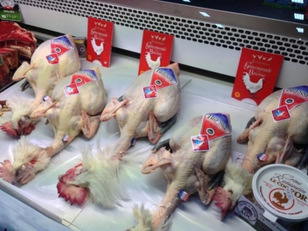 Gà 'quốc bảo' 1 triệu/kg ngon cỡ nào... nhà giàu lùng mua?