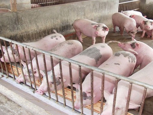 Giá lợn hơi tăng đồng loạt, tiến sát mốc 60.000 đồng/kg